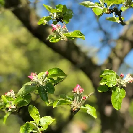 אתר קמפינג Sfeervolle Blokhut