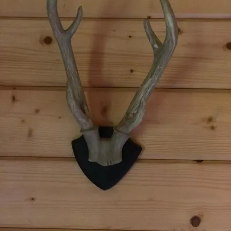 营地 Sfeervolle Blokhut