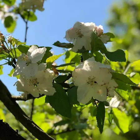 Sfeervolle Blokhut Campingplads *