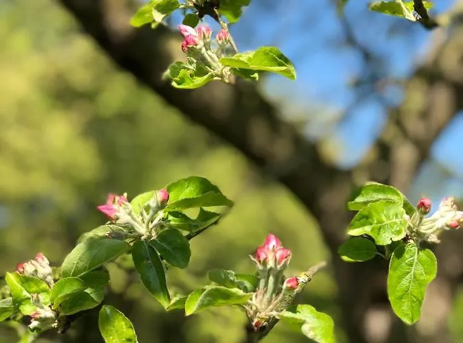 キャンプ場 Sfeervolle Blokhut