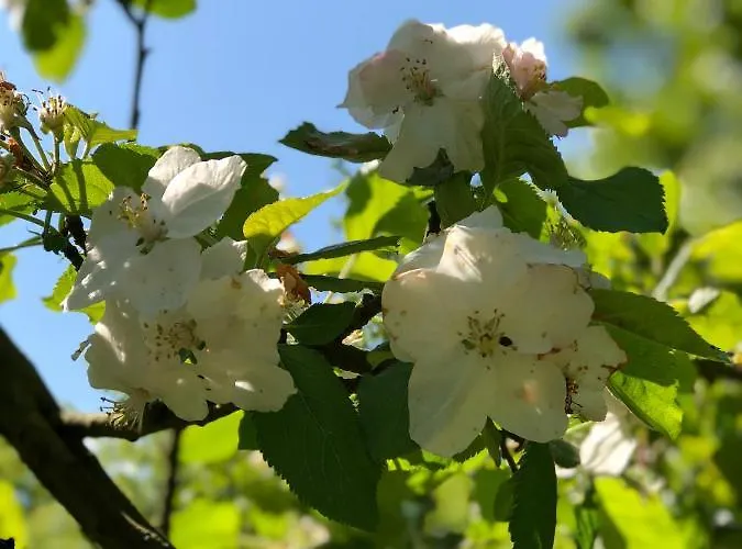 Sfeervolle Blokhut Kemping *