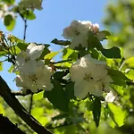 Sfeervolle Blokhut Campingplads *